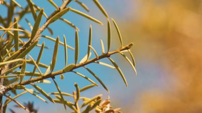 Branch leaves needles 4k wallpaper