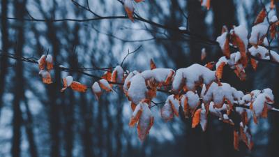 Branch leaves snow 4k wallpaper