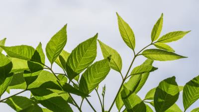 Branch leaves tree image 4k wallpaper