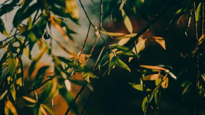 Branch leaves tree 4k wallpaper