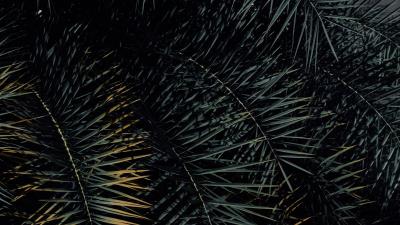 Branch leaves tropical 4k wallpaper