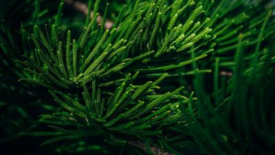 Branch needles evergreen 4k wallpaper