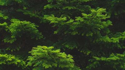 Branch needles spruce image 4k wallpaper