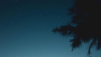 Branch night starry sky 4k wallpaper