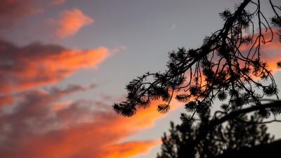 Branch outline sky 4k wallpaper