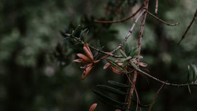 Branch plant blur 4k wallpaper