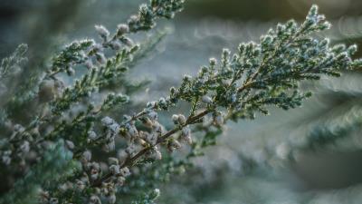 Branch plant glare 4k wallpaper