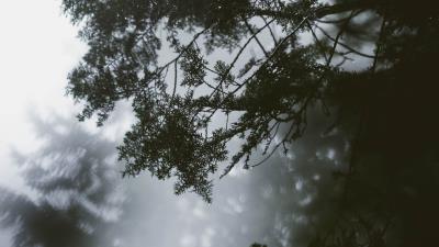 Branch tree fog 4k wallpaper