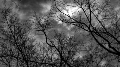 Branches bw trees 4k wallpaper
