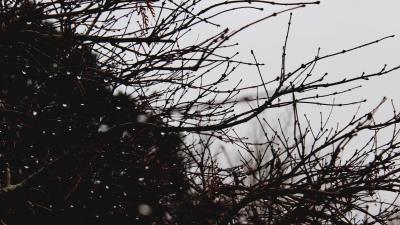 Branches drops bush 4k wallpaper