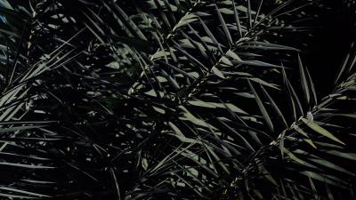 Branches leaves bushes 4k wallpaper