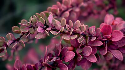 Branches leaves plant 4k wallpaper