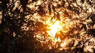 Branches leaves sunlight 4k wallpaper