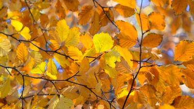 Branches leaves yellow 4k wallpaper