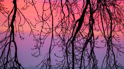 Branches sky purple 4k wallpaper