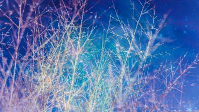 Branches sky shine 4k wallpaper