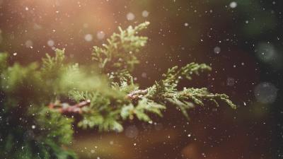 Branches snow glare wallpaper 4k wallpaper