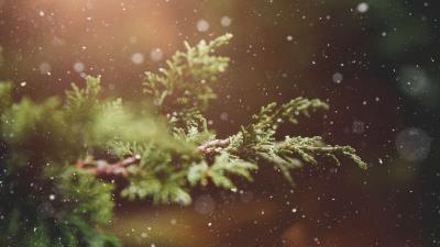 Branches snow glare 4k wallpaper