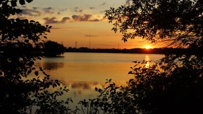 Branches sun sunset 4k wallpaper