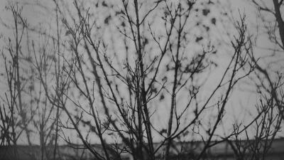 Branches tree bw 4k wallpaper