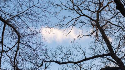 Branches trees cloud 4k wallpaper