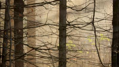 Branches trees leaves 4k wallpaper