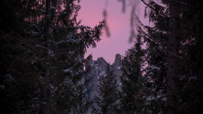 Branches winter sky 4k wallpaper