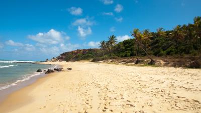 Brazil beach sea palm trees sand traces clearly wallpaper 4k wallpaper
