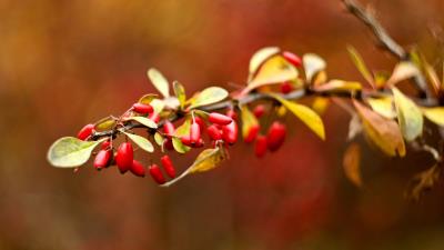 Briar autumn branch blur 4k wallpaper