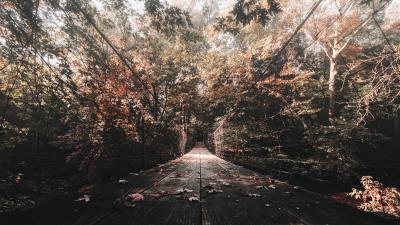 Bridge autumn foliage 4k wallpaper