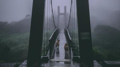 Bridge fog dogs 4k wallpaper
