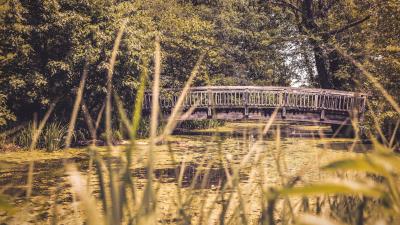 Bridge river trees 4k wallpaper