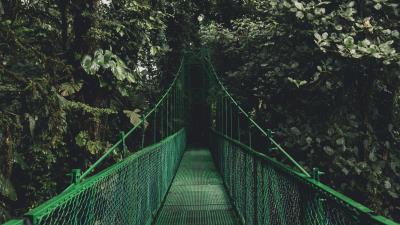 Bridge trees foliage image 4k wallpaper