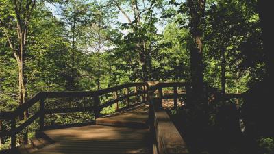 Bridge trees foliage 4k wallpaper
