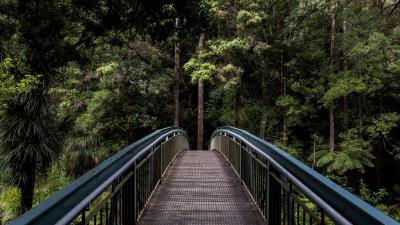Bridge trees forest image 4k wallpaper