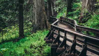 Bridge trees forest pic 4k wallpaper