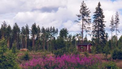 Building forest trees 4k wallpaper