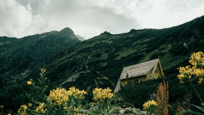 Building grass flowers 4k wallpaper