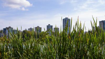 Building grasses city 4k wallpaper