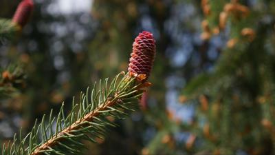 Bump spruce branch 4k wallpaper