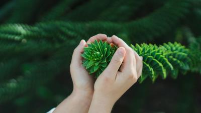 Bush branch hands 4k wallpaper