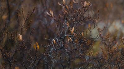 Bush branches plant image 4k wallpaper