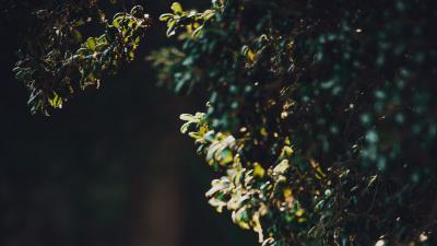 Bush branches plant 4k wallpaper