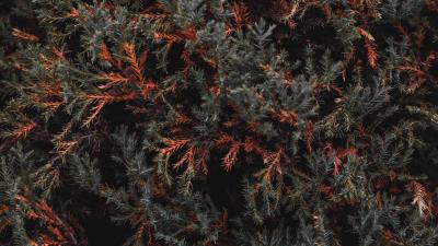 Bush foliage tree 4k wallpaper