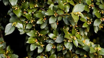 Bush leaves branches 4k wallpaper