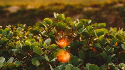 Bush leaves glare 4k wallpaper