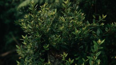 Bush plant leaves 4k wallpaper