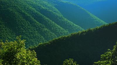 Bushes hills trees 4k wallpaper