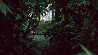 Bushes path garden 4k wallpaper