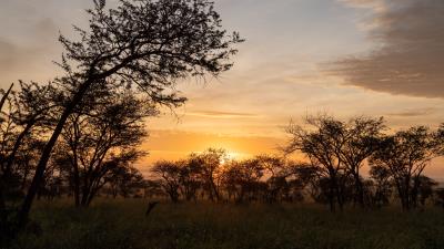 Bushes sunset branches 4k wallpaper